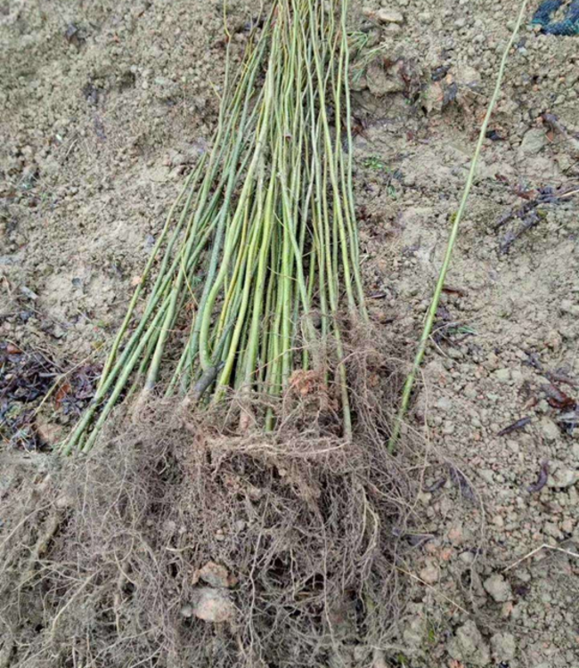 富硒青钱柳茶是凉性吗（富硒青钱柳茶珍）-硒宝网