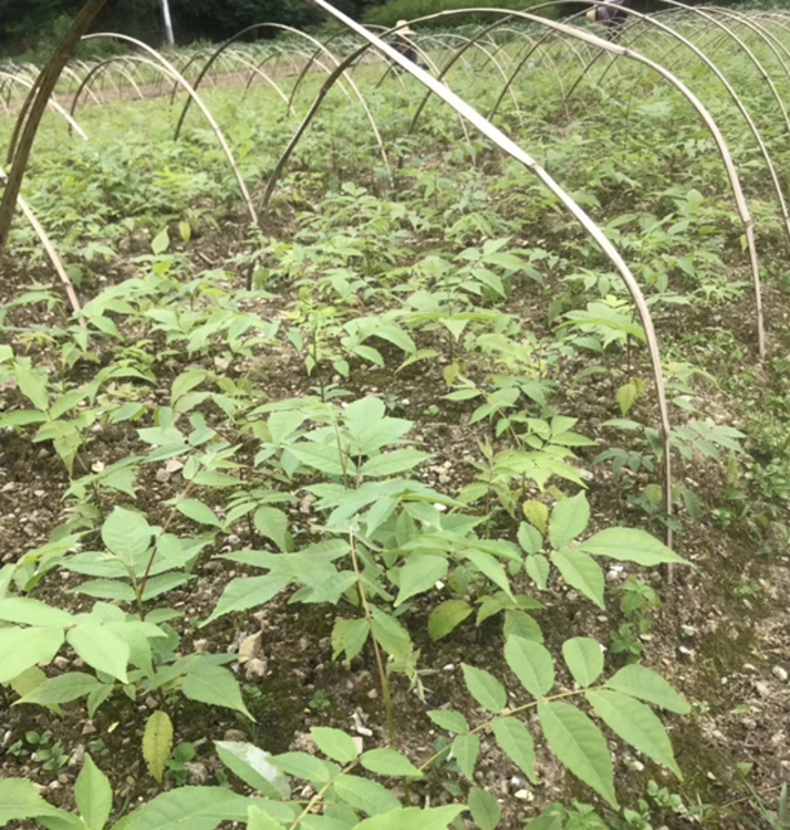 富硒青钱柳茶是凉性吗（富硒青钱柳茶珍）-硒宝网