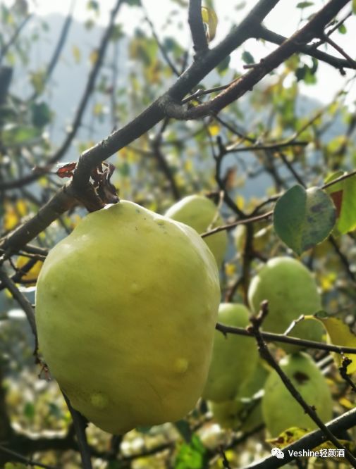 白河县有富硒茶吗一斤(富硒白茶多少钱一斤)-硒宝网