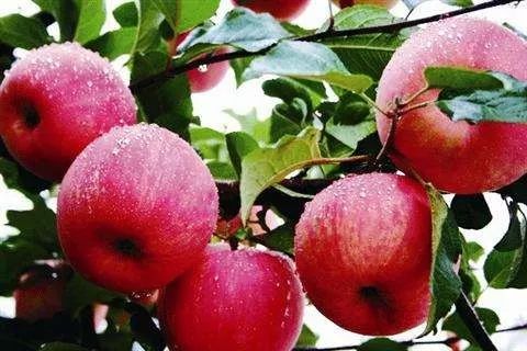 白河县有富硒茶吗一斤（茶县白河富硒有机肥厂）-硒宝网