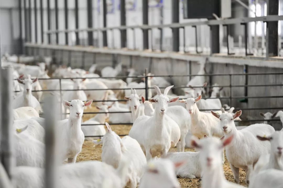 白河县有富硒茶吗一斤（茶县白河富硒有机肥厂）-硒宝网