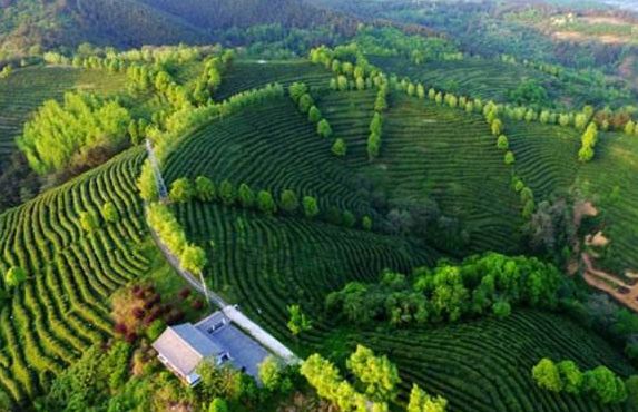 白河县有富硒茶吗一斤（茶县白河富硒有机肥厂）-硒宝网