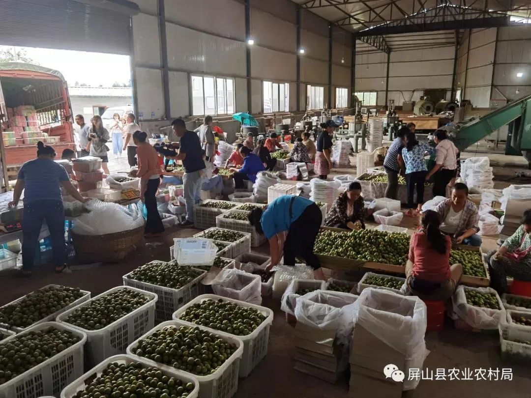 富硒茶贡芽多少钱一斤（富硒贡芽茶怎么样）-硒宝网