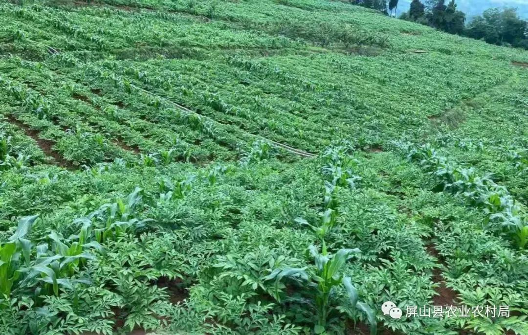 富硒茶贡芽多少钱一斤（富硒贡芽茶怎么样）-硒宝网