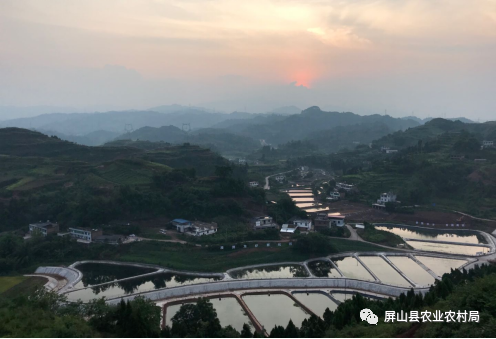 富硒茶贡芽多少钱一斤（富硒贡芽茶怎么样）-硒宝网