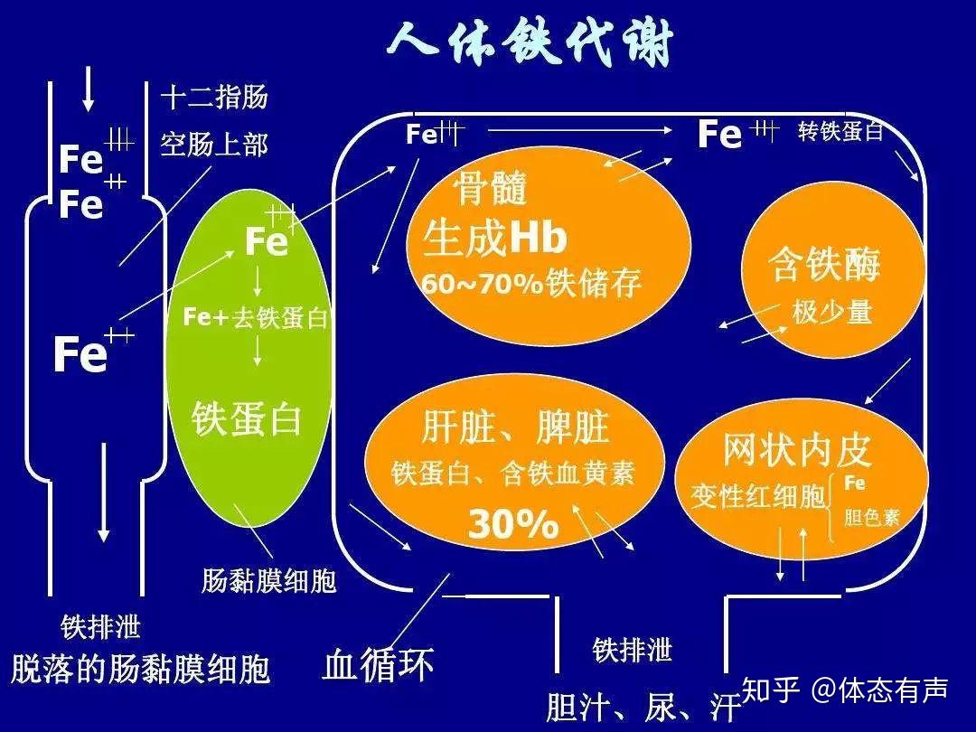 补铁公式（补铁剂公式）-硒宝网