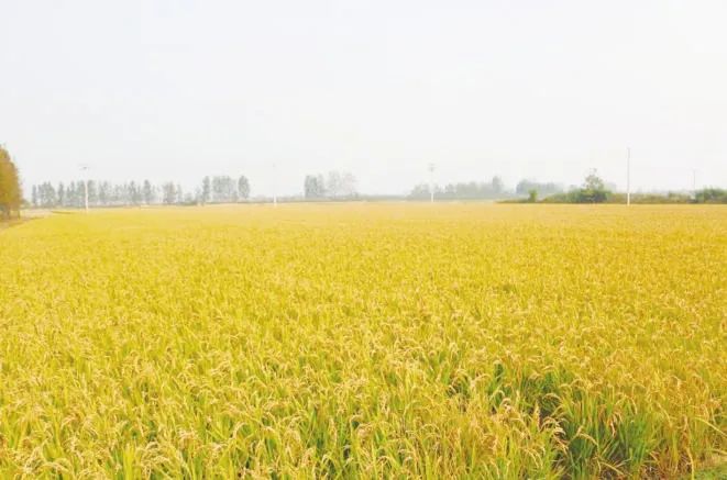 青岛有机富硒大米动态（富硒大米销售）-硒宝网