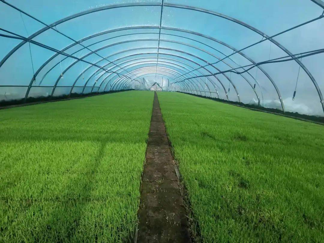 赣州富硒大米种植技术（江西富硒大米基地）-硒宝网