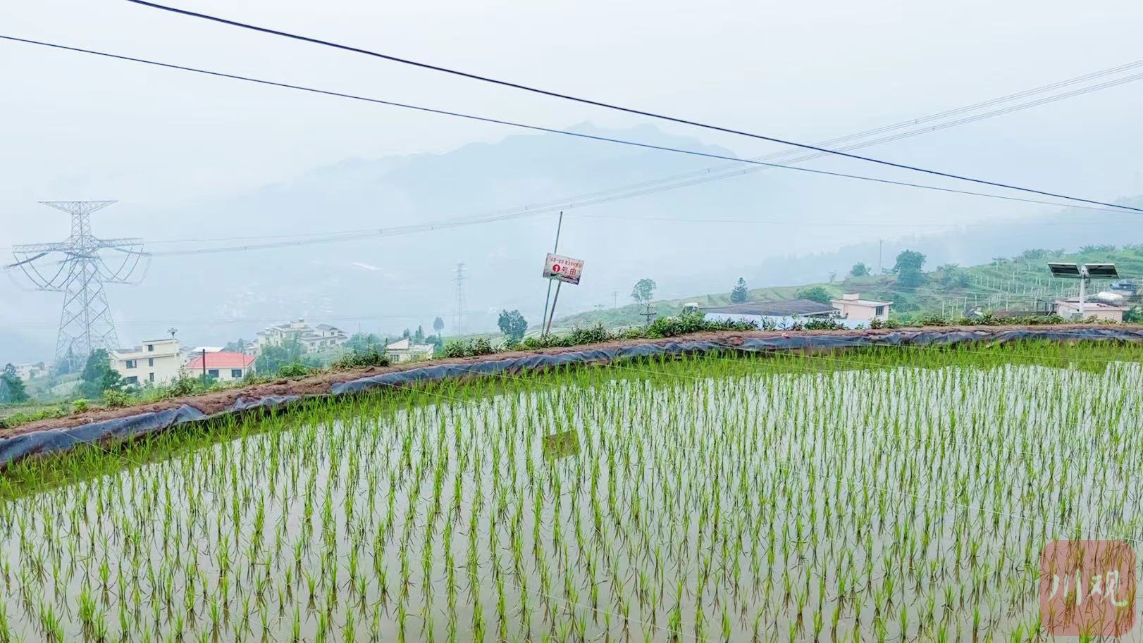 赣州富硒大米种植技术（江西富硒大米基地）-硒宝网