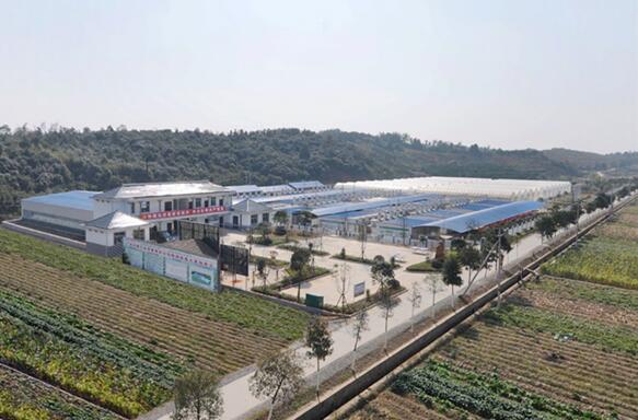 湖南有机富硒大米种植(富硒大米产量)-硒宝网