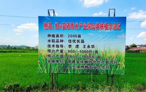 湖南有机富硒大米种植(富硒大米产量)-硒宝网