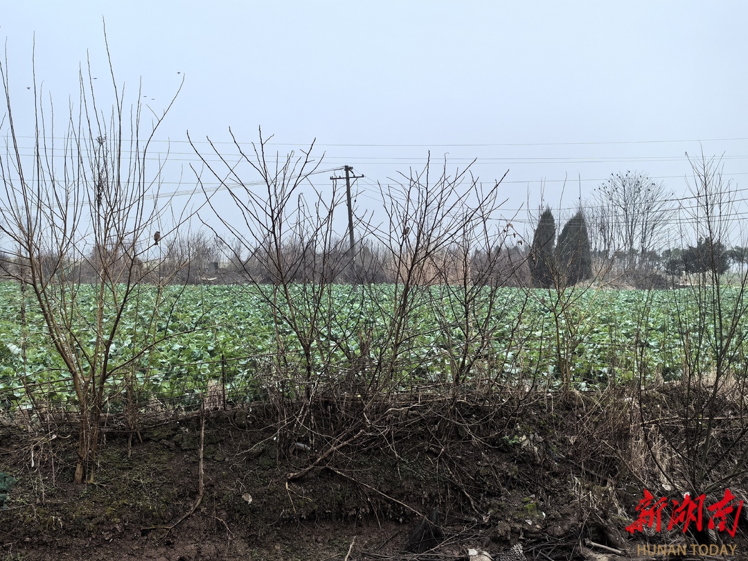湖南有机富硒大米种植(富硒大米生产技术)-硒宝网