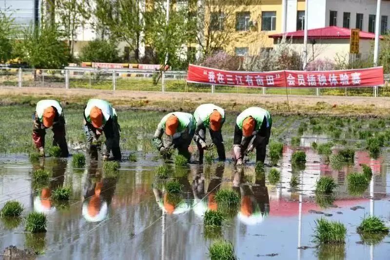 富锦有机富硒大米好吗（富硒大米好在哪）-硒宝网