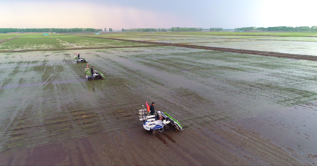 富锦有机富硒大米好吗（富硒大米好在哪）-硒宝网