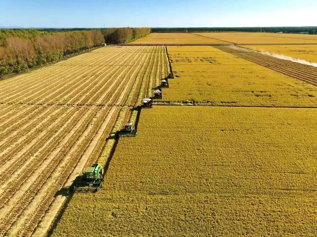 富锦有机富硒大米好吗（富硒大米好在哪）-硒宝网