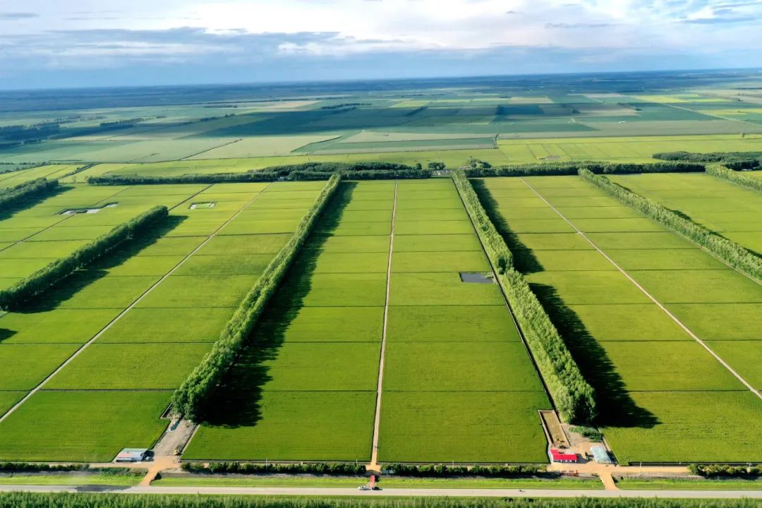 富锦有机富硒大米好吗（富硒大米好在哪）-硒宝网