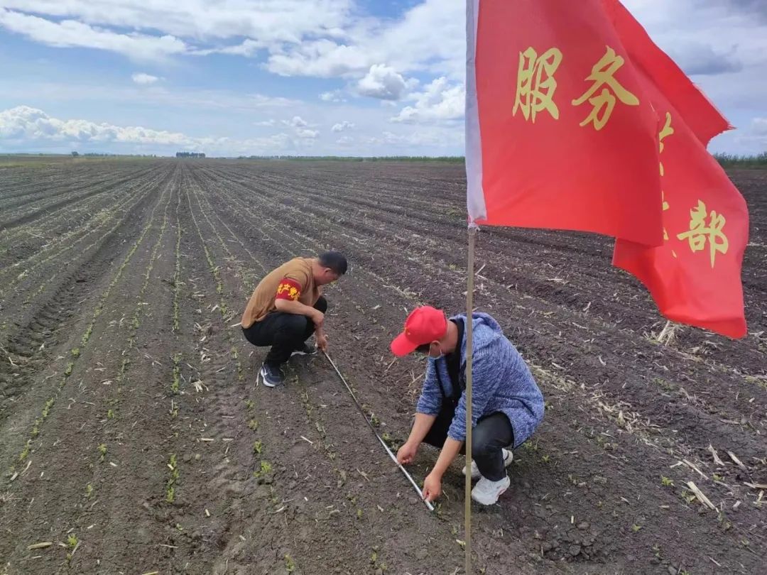 富锦有机富硒大米好吗（富硒大米好在哪）-硒宝网