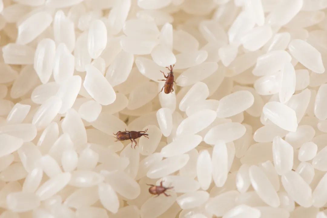 松江富硒大米价格多少(松原富硒大米)-硒宝网