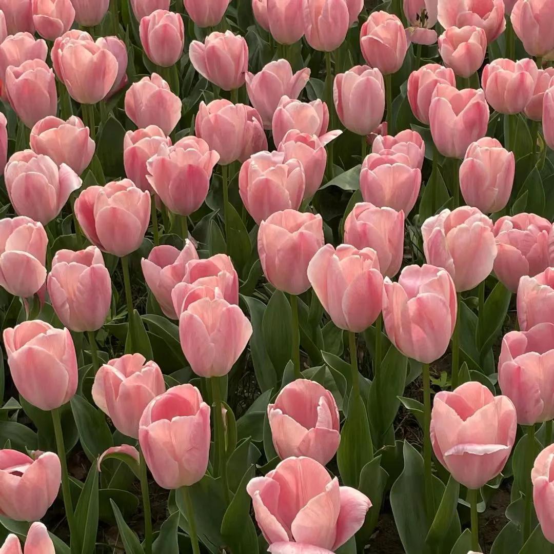 描写富硒大米的句子是（富硒大米文案）-硒宝网