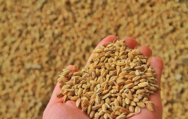 南京有机富硒大米种植(富硒大米种植技术)-硒宝网