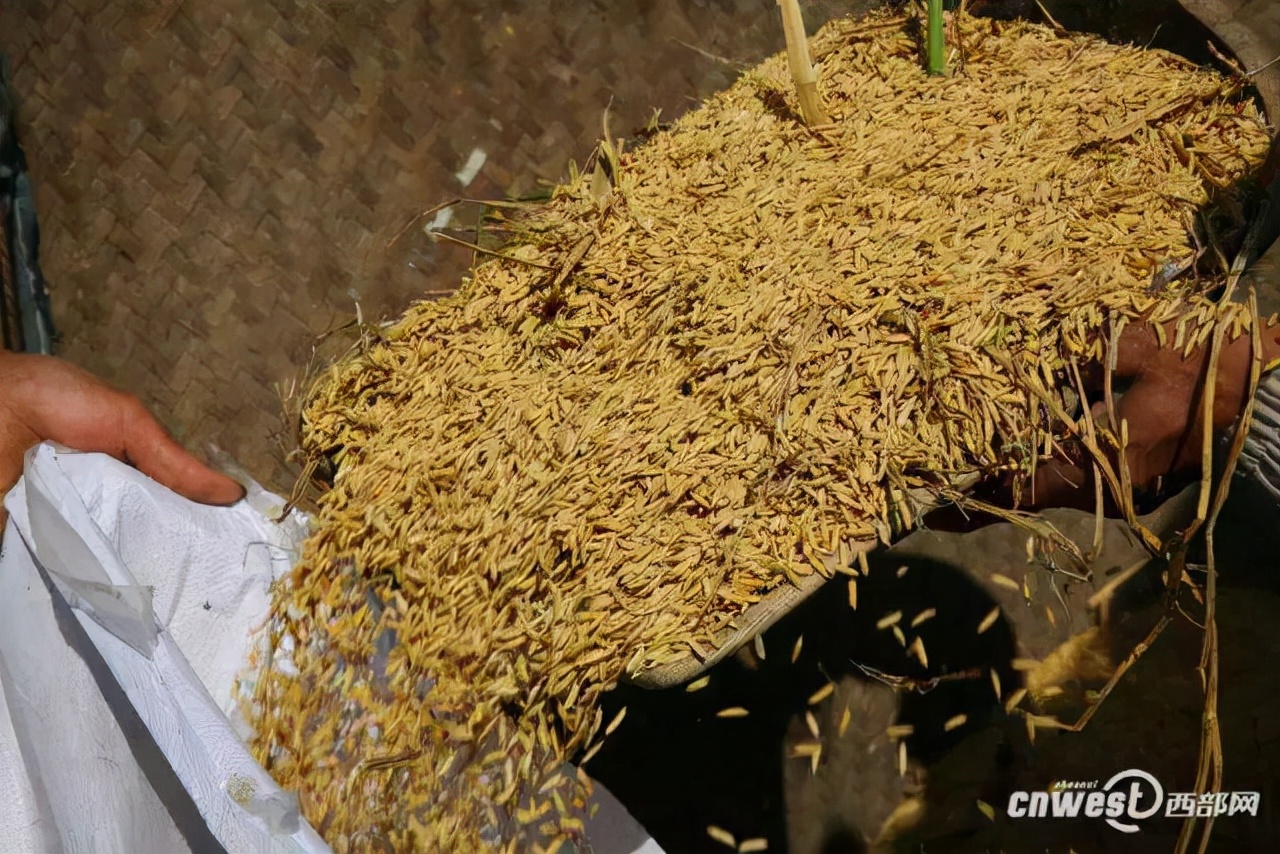 南京有机富硒大米种植(富硒大米种植技术)-硒宝网