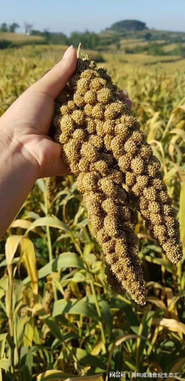 南京有机富硒大米种植(富硒大米种植技术)-硒宝网