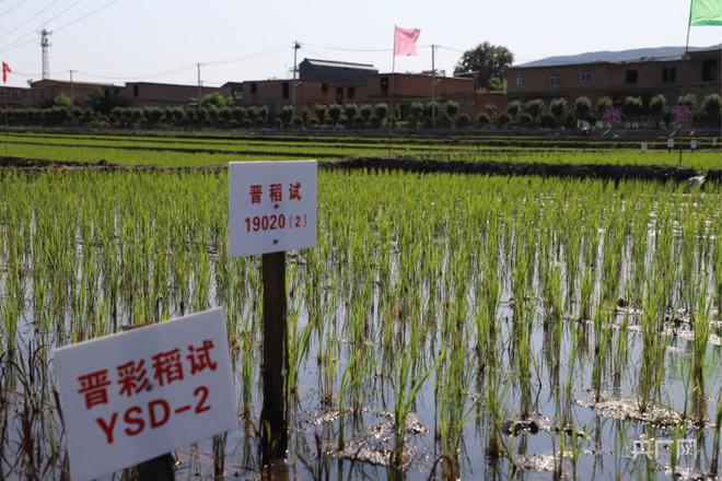 富硒土地大米在那购买（富硒大米产量）-硒宝网