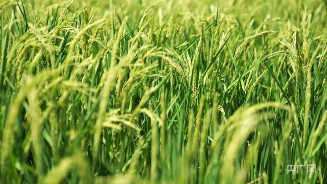 富硒土地大米在那购买（富硒大米产量）-硒宝网