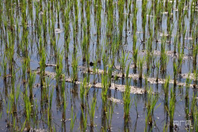 富硒土地大米在那购买（富硒大米产量）-硒宝网
