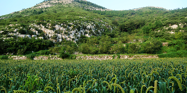 淄博高青富硒大米价格（高青大米产地）-硒宝网