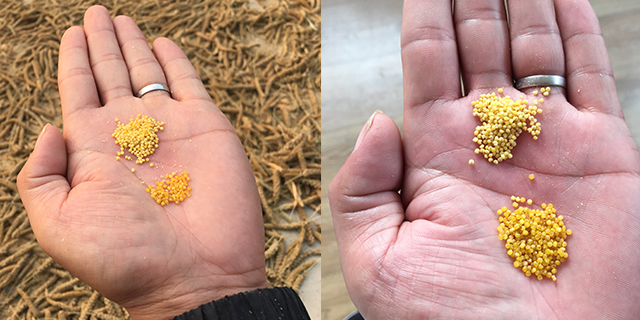 淄博高青富硒大米价格（高青大米产地）-硒宝网