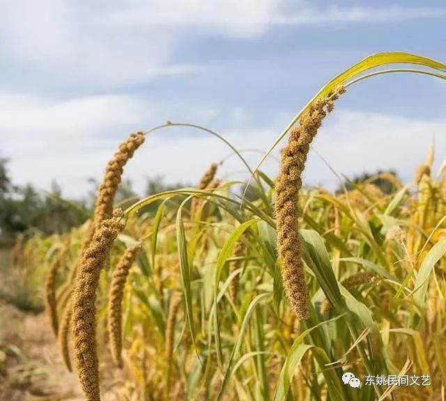 孕期能不能吃富硒大米（硒米孕妇可以吃么）-硒宝网