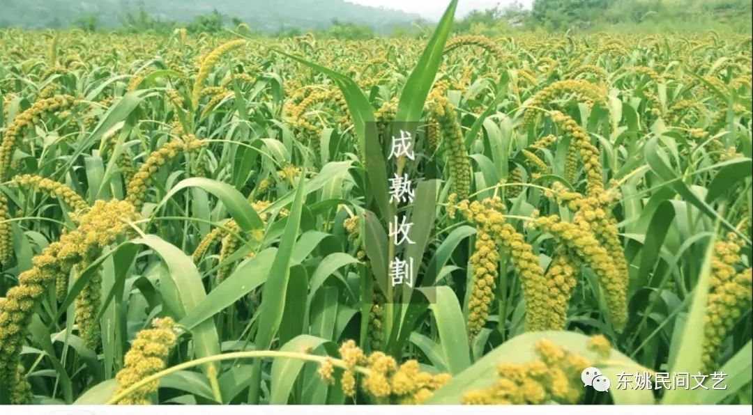 孕期能不能吃富硒大米（硒米孕妇可以吃么）-硒宝网