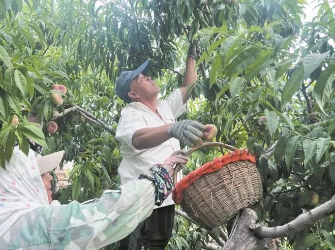 图木舒克有机富硒大米（大米姐富硒米）-硒宝网