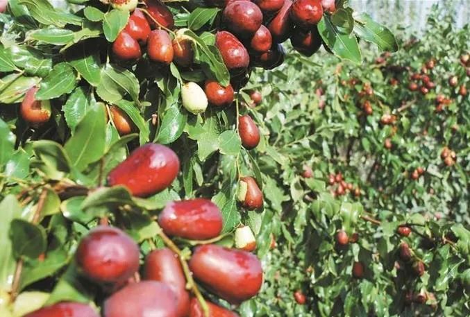 图木舒克有机富硒大米（大米姐富硒米）-硒宝网