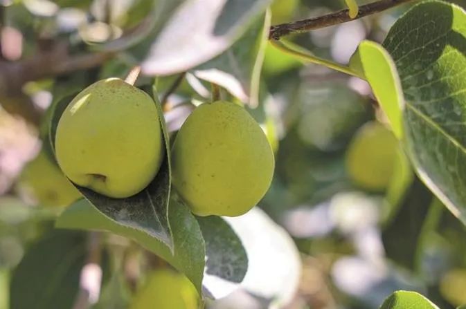 图木舒克有机富硒大米（大米姐富硒米）-硒宝网