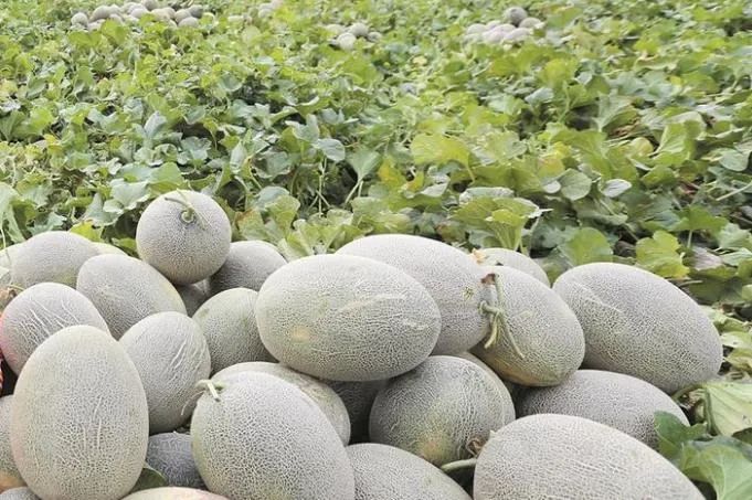 图木舒克有机富硒大米（大米姐富硒米）-硒宝网