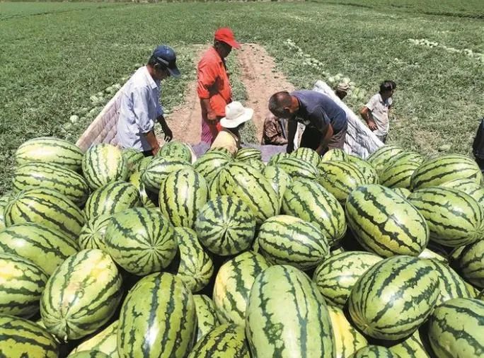 图木舒克有机富硒大米（大米姐富硒米）-硒宝网