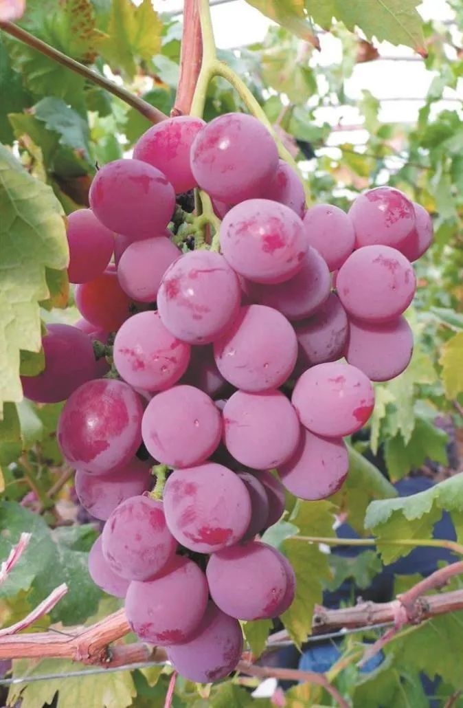 图木舒克有机富硒大米（大米姐富硒米）-硒宝网