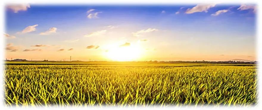 孕期能不能吃富硒大米(孕妇可以吃含硒大米嘛)-硒宝网