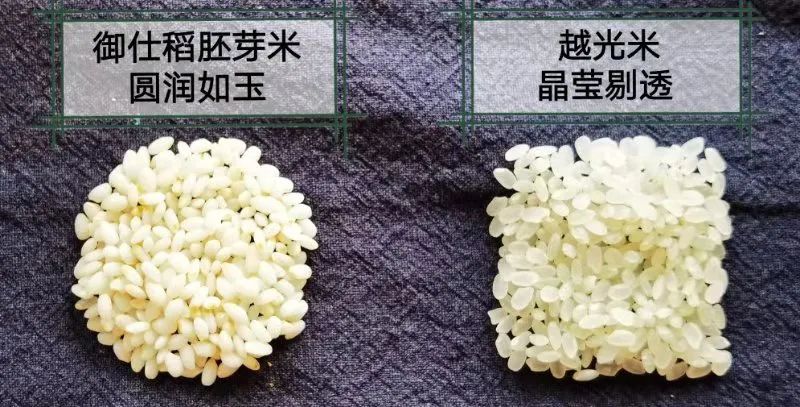 孕期能不能吃富硒大米(孕妇可以吃含硒大米嘛)-硒宝网