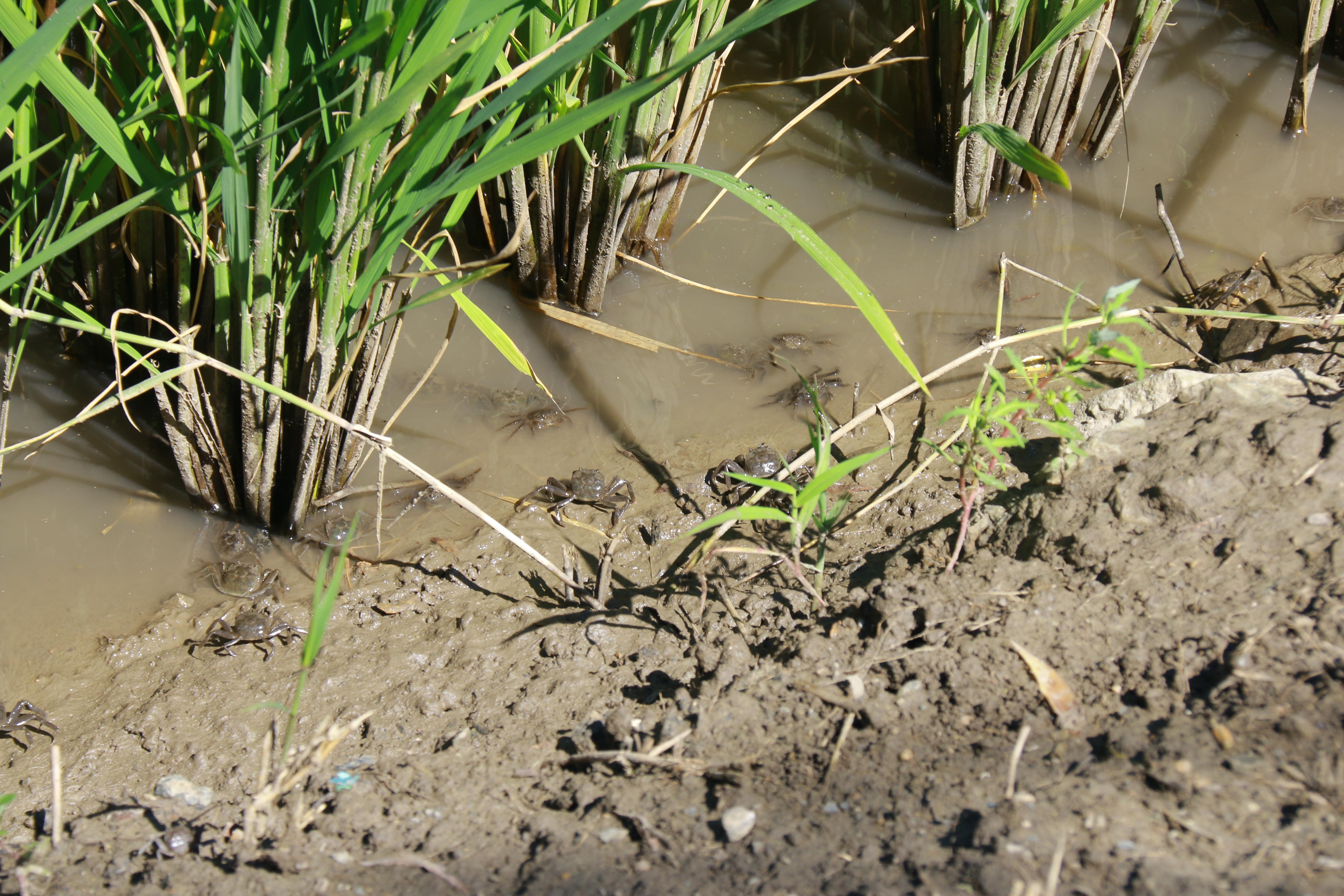 盘锦市富硒大米在哪产(富发盘锦大米价格)-硒宝网