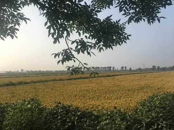 盘锦市富硒大米在哪产（盘锦富硒大米特点）-硒宝网