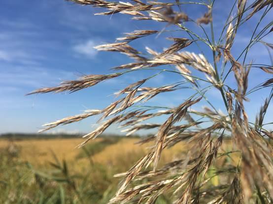 盘锦市富硒大米在哪产（盘锦富硒大米特点）-硒宝网