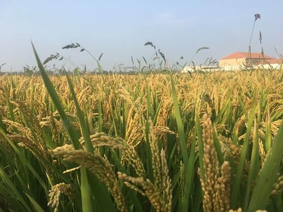 盘锦市富硒大米在哪产（盘锦富硒大米特点）-硒宝网