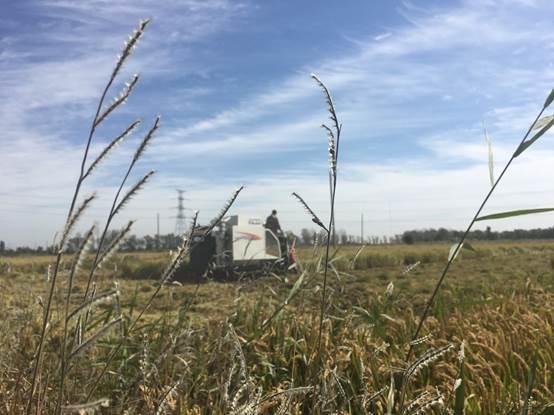 盘锦市富硒大米在哪产（盘锦富硒大米特点）-硒宝网