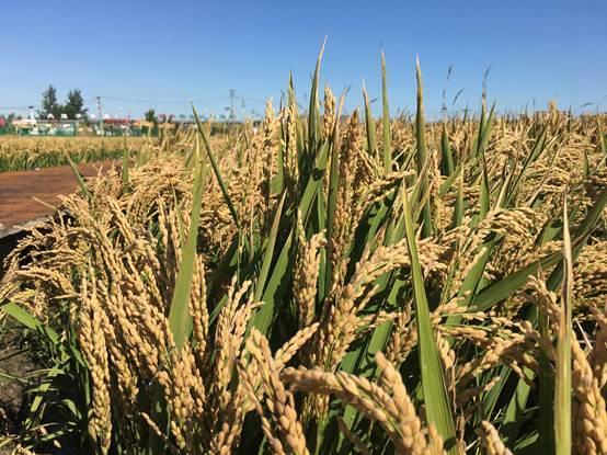 盘锦市富硒大米在哪产（盘锦富硒大米特点）-硒宝网