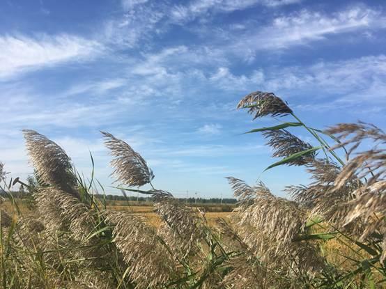 盘锦市富硒大米在哪产（盘锦富硒大米特点）-硒宝网