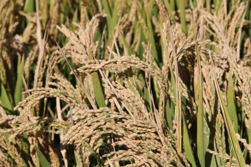 盘锦市富硒大米在哪产(富锦富硒大米)-硒宝网