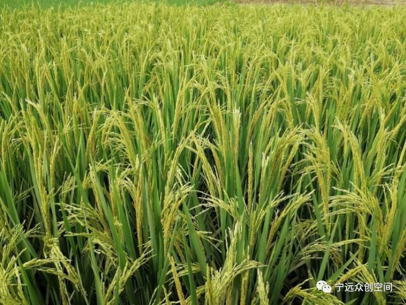 中国科技大学富硒大米(科大硒粮富硒玉米粉)-硒宝网